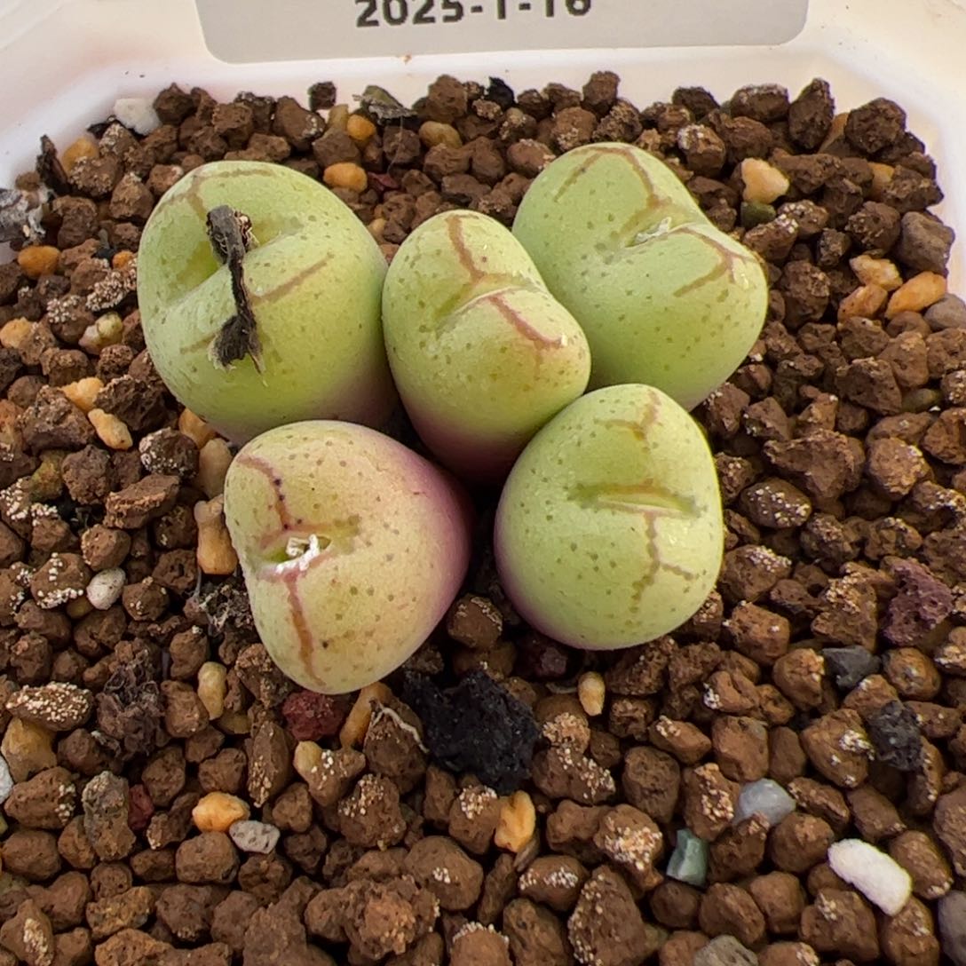 0222号 猴脸多肉植物