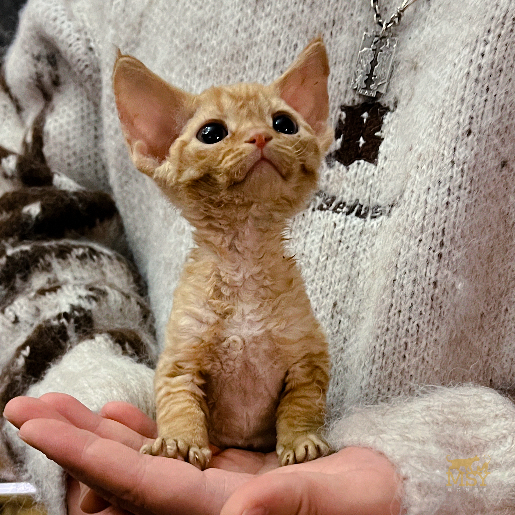咖色德文卷毛猫猫咪活体MSY喵四爷猫舍