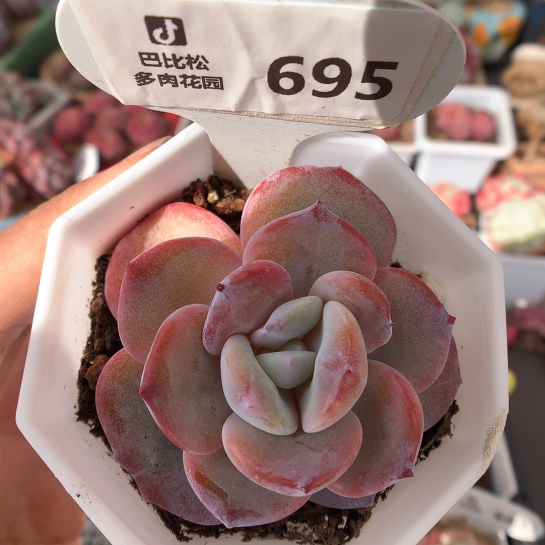 695奶茶多肉植物