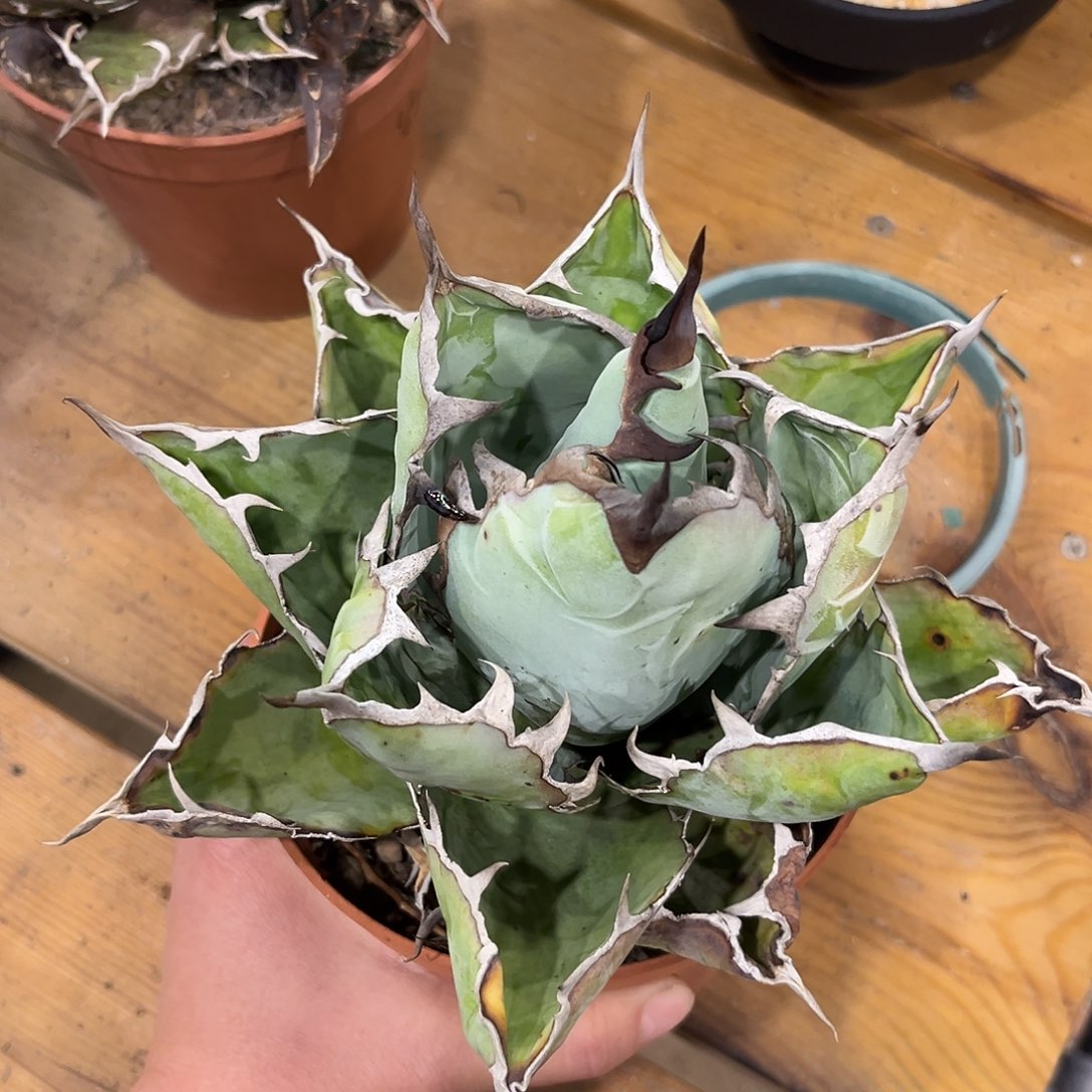 蓝鲸叶宽，潮流植物