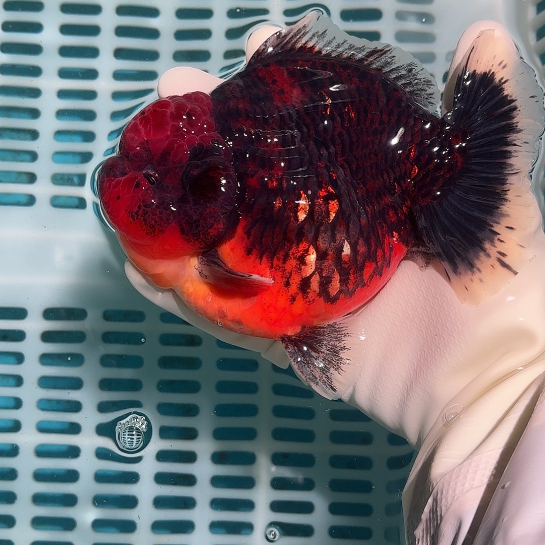 金鱼金鱼2828870588