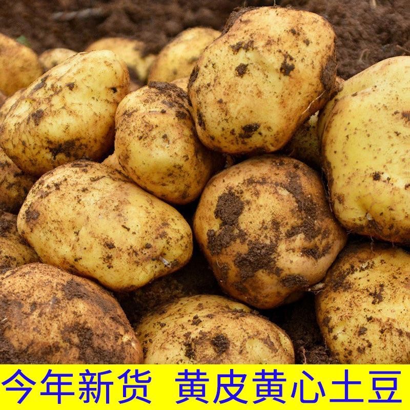 【9斤装】云南农家高山黄心土豆粉面洋芋马铃薯新鲜现挖-YF1