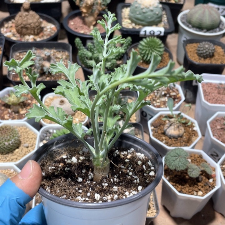 175鹿茸沉香洋葵