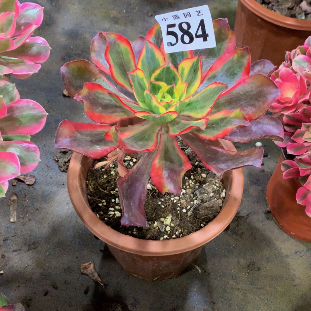 女**?多肉植物584魅影888888
