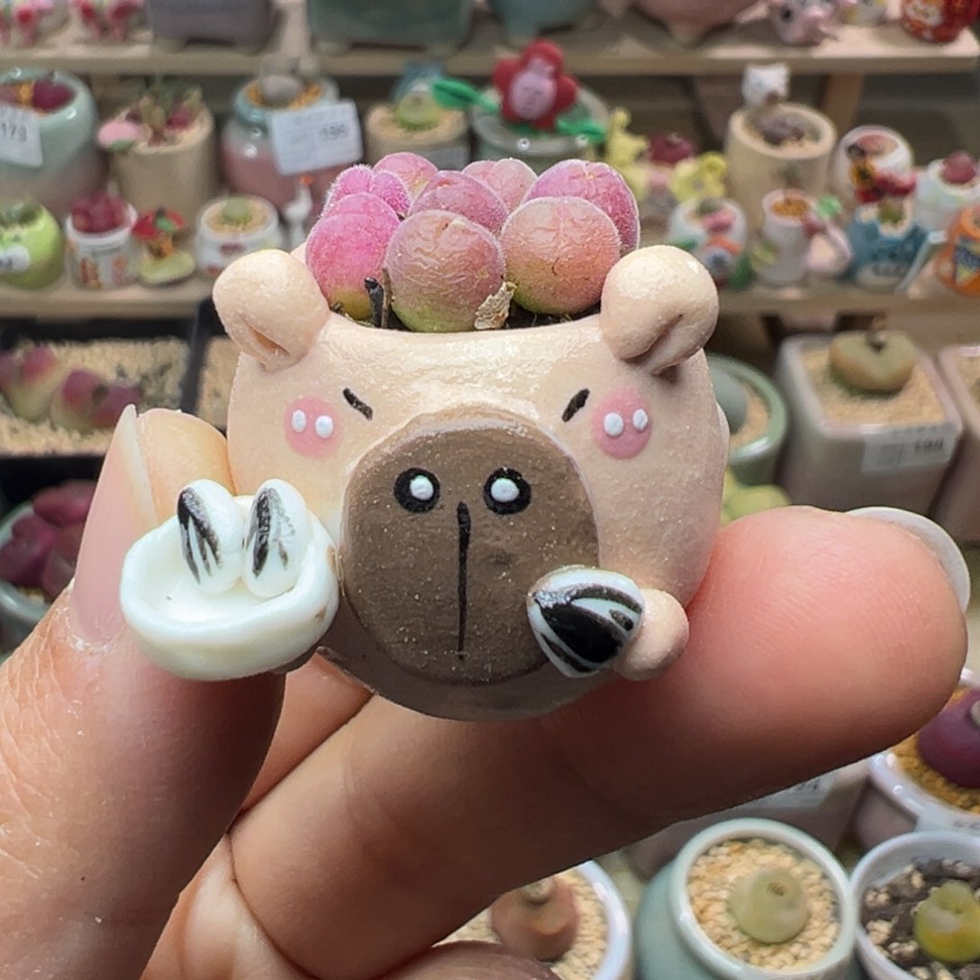 多肉植物285号拇指盆