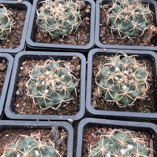 实生天司丸 6.5.厘米左右