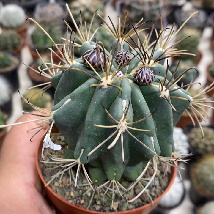 实生黑罗莎特价福利