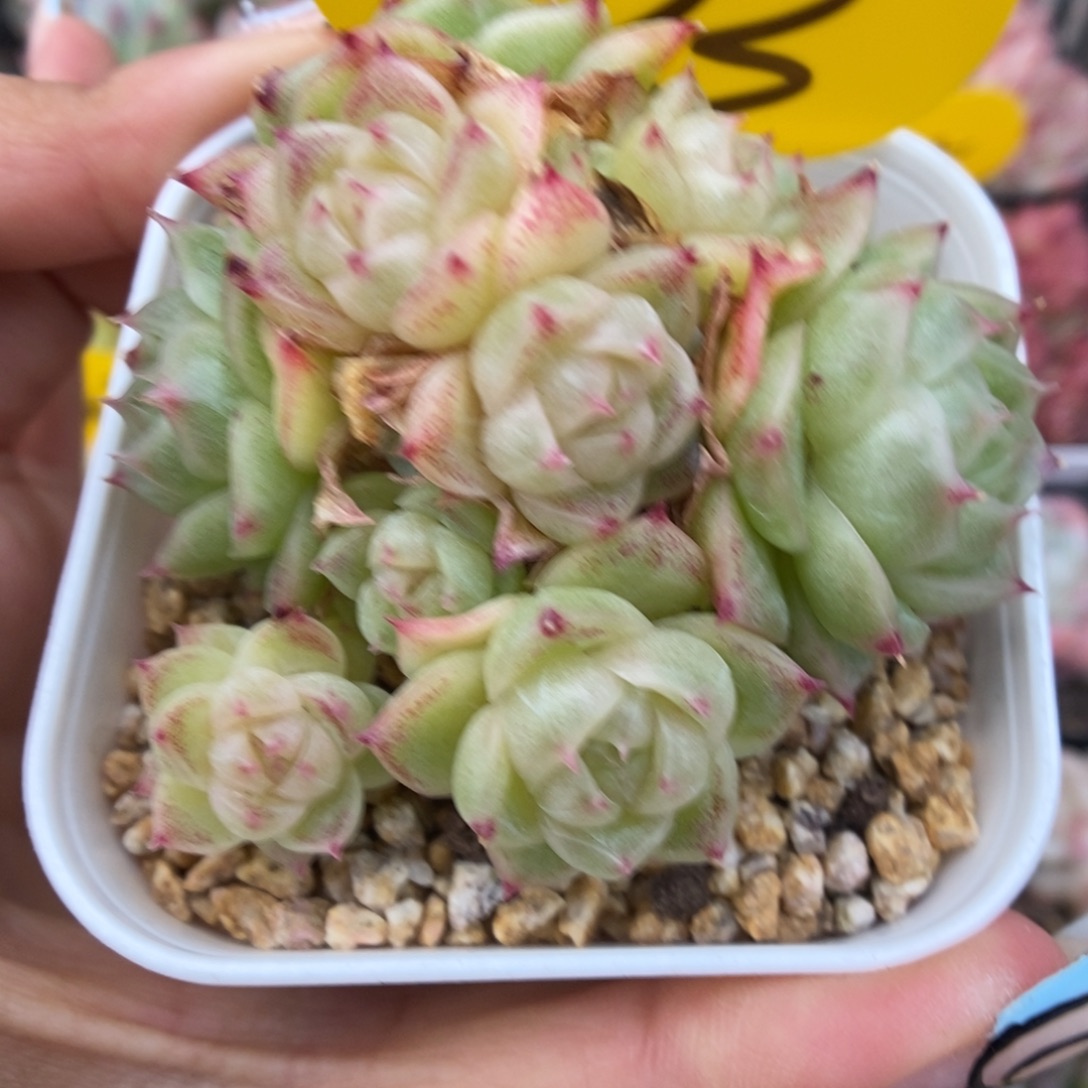 蜜蜡麦秆群生923号。   