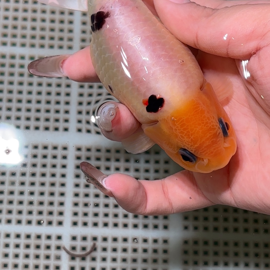 宁***我金鱼拍包装包邮，不拍包装运费到付