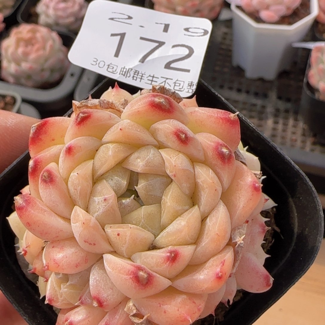 麦秆手捧一颗脱土发货