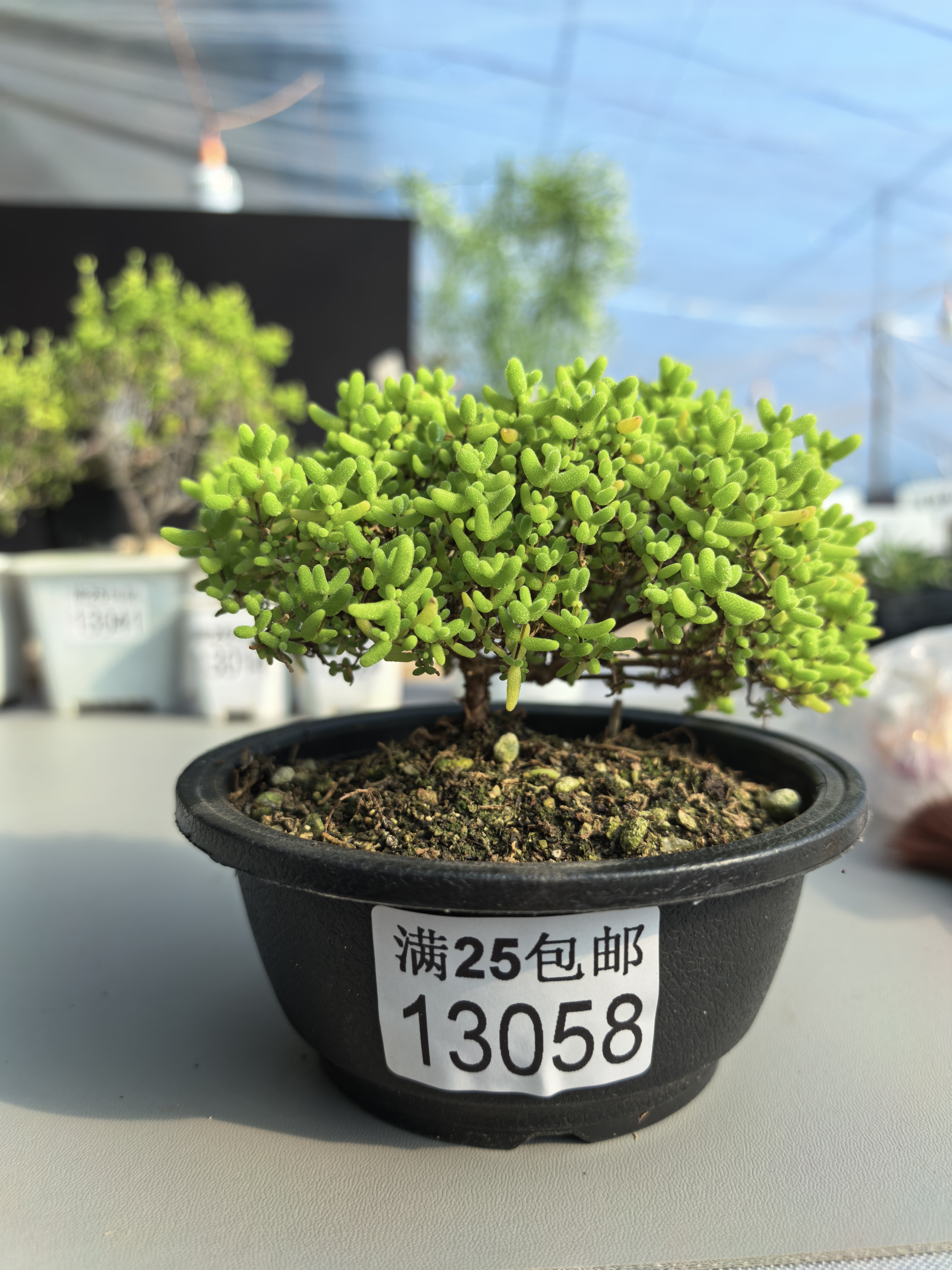 蜜桔糖球枝干13058