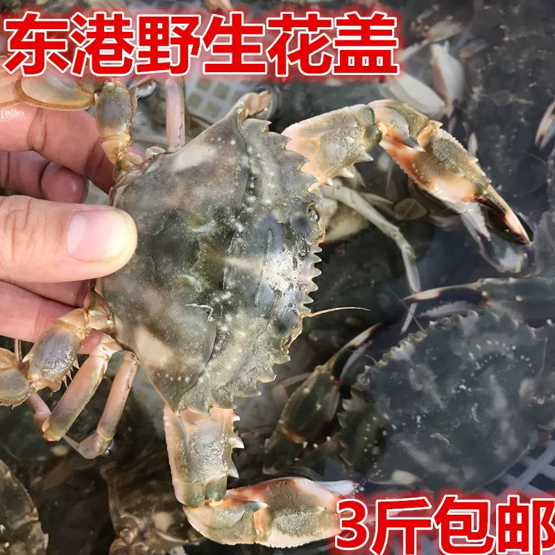中号【全母饱黄】野生花盖蟹（保鲜不保活运输中掉腿正常）