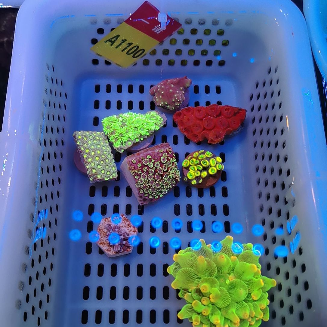 纽扣珊瑚1100宝石花套餐