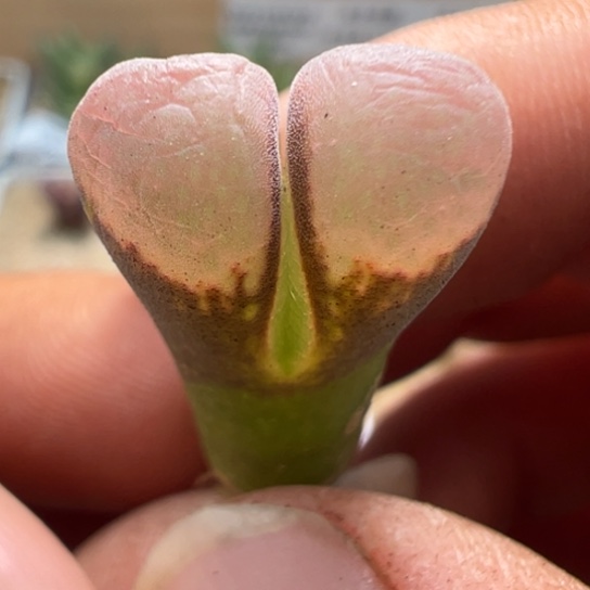 Pv1089鲑鱼粉风铃一颗106。