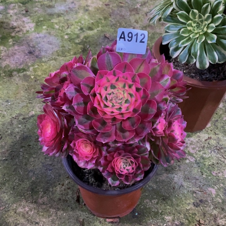 倾城植物多肉912