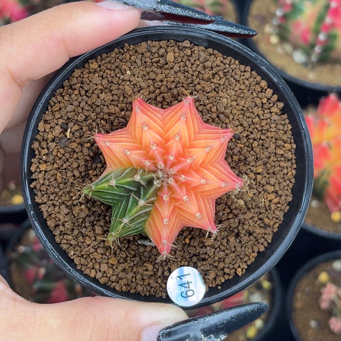 641 带盆土发货 捡漏