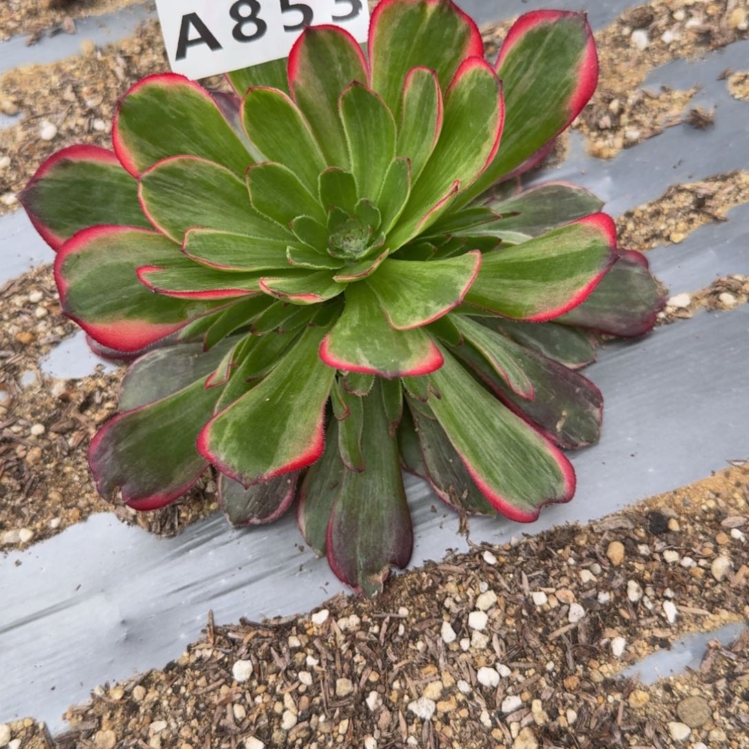 853月华。多肉植物