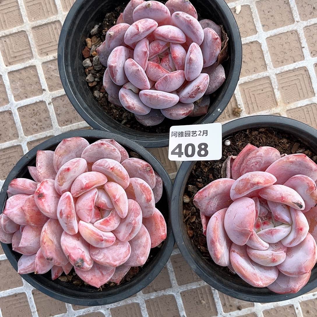 阿雅园艺。             带桩408