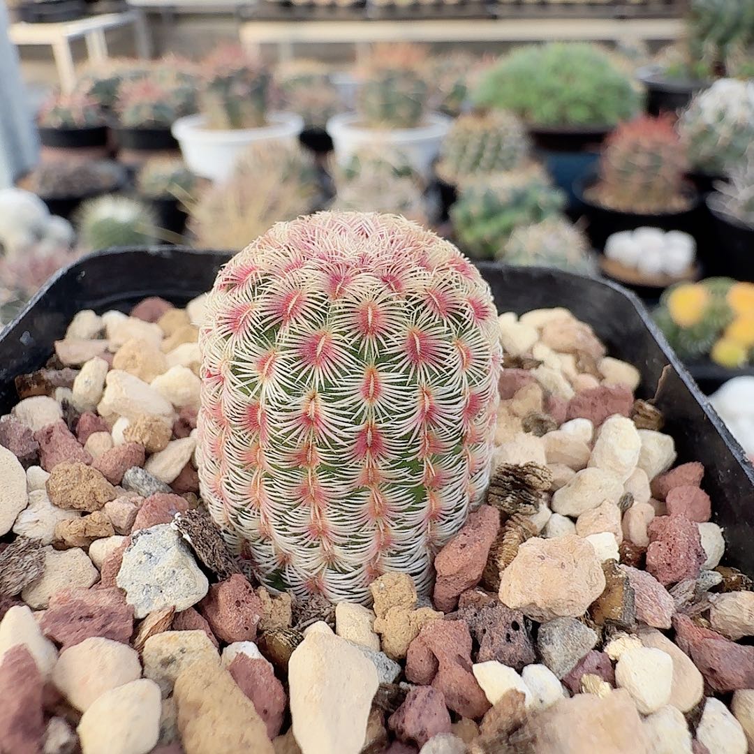 实生花太阳脱土发货