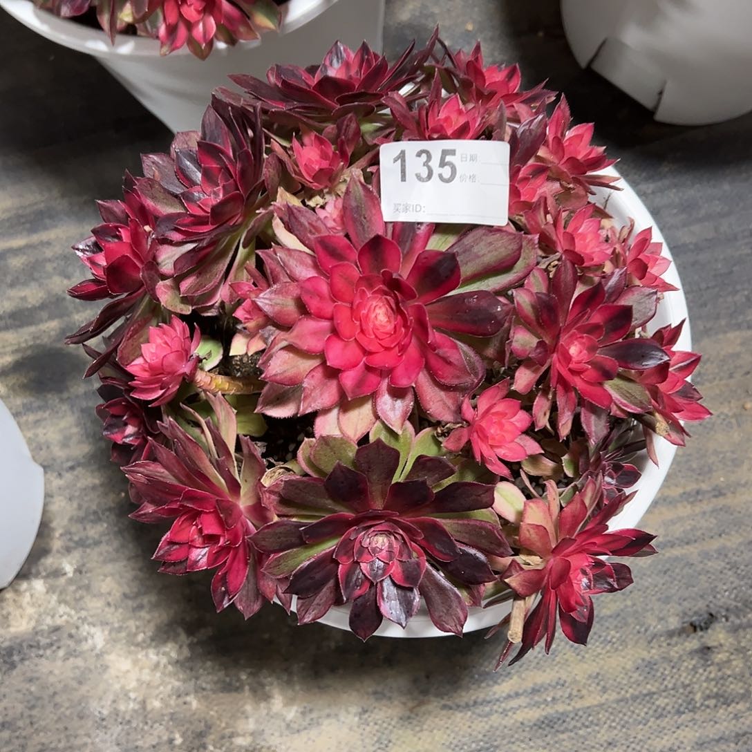 135黑膜锦多肉法师植物