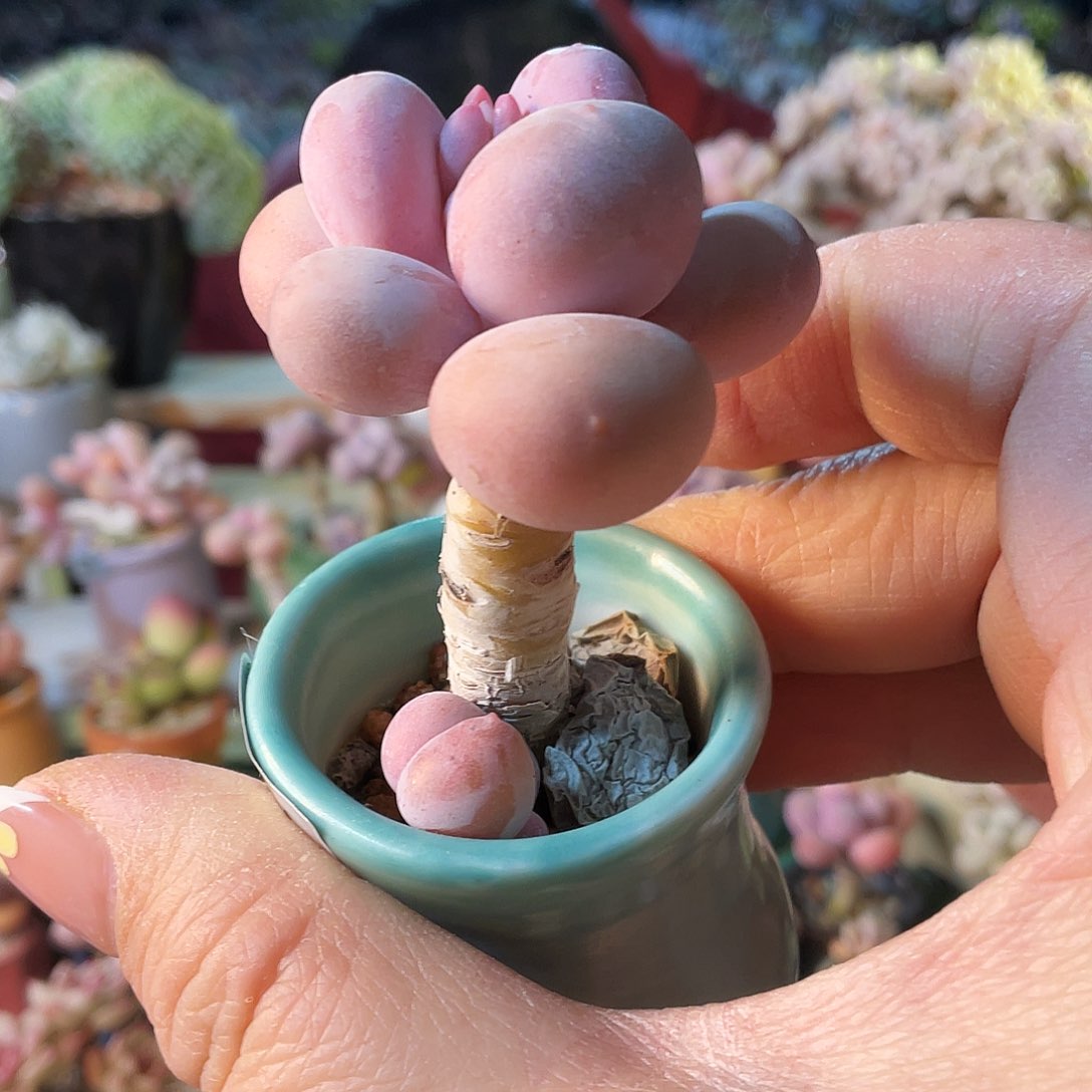 ?**佳多肉植物的生长发育与生长发育的