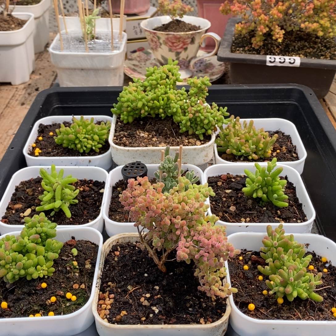 枝干番杏多肉植物548