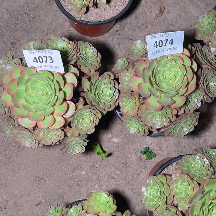 说***事4073 74火狐两颗多肉植物