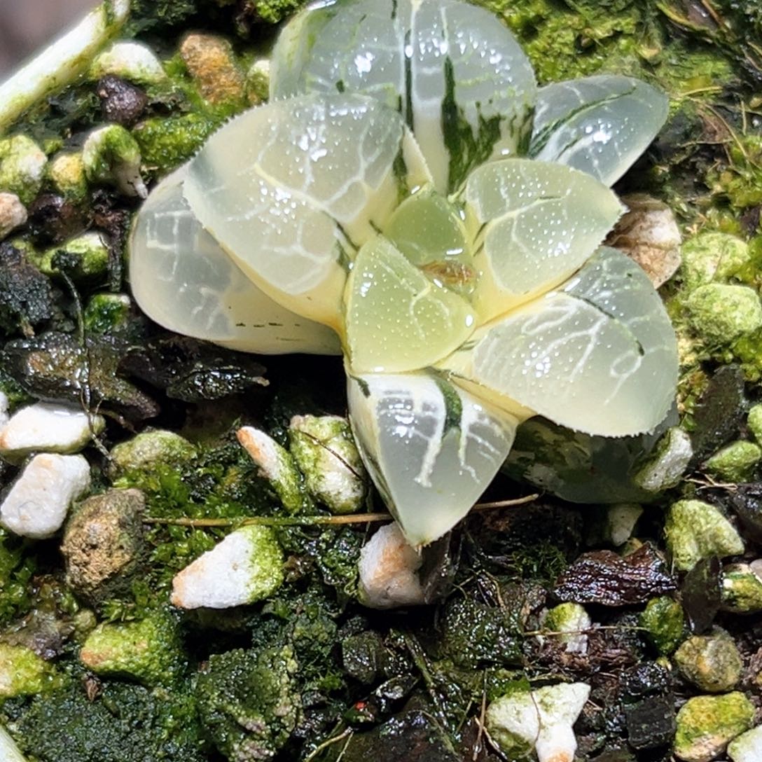 恭喜发财大吉大利1186