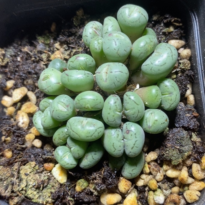 捧花原始墨34特价
