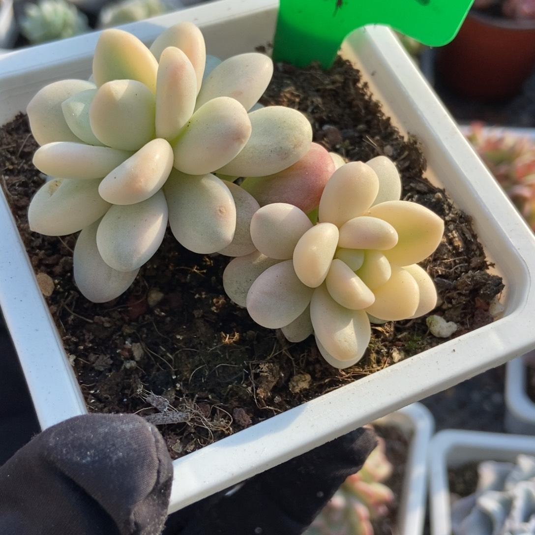 772洛神锦¥一点半