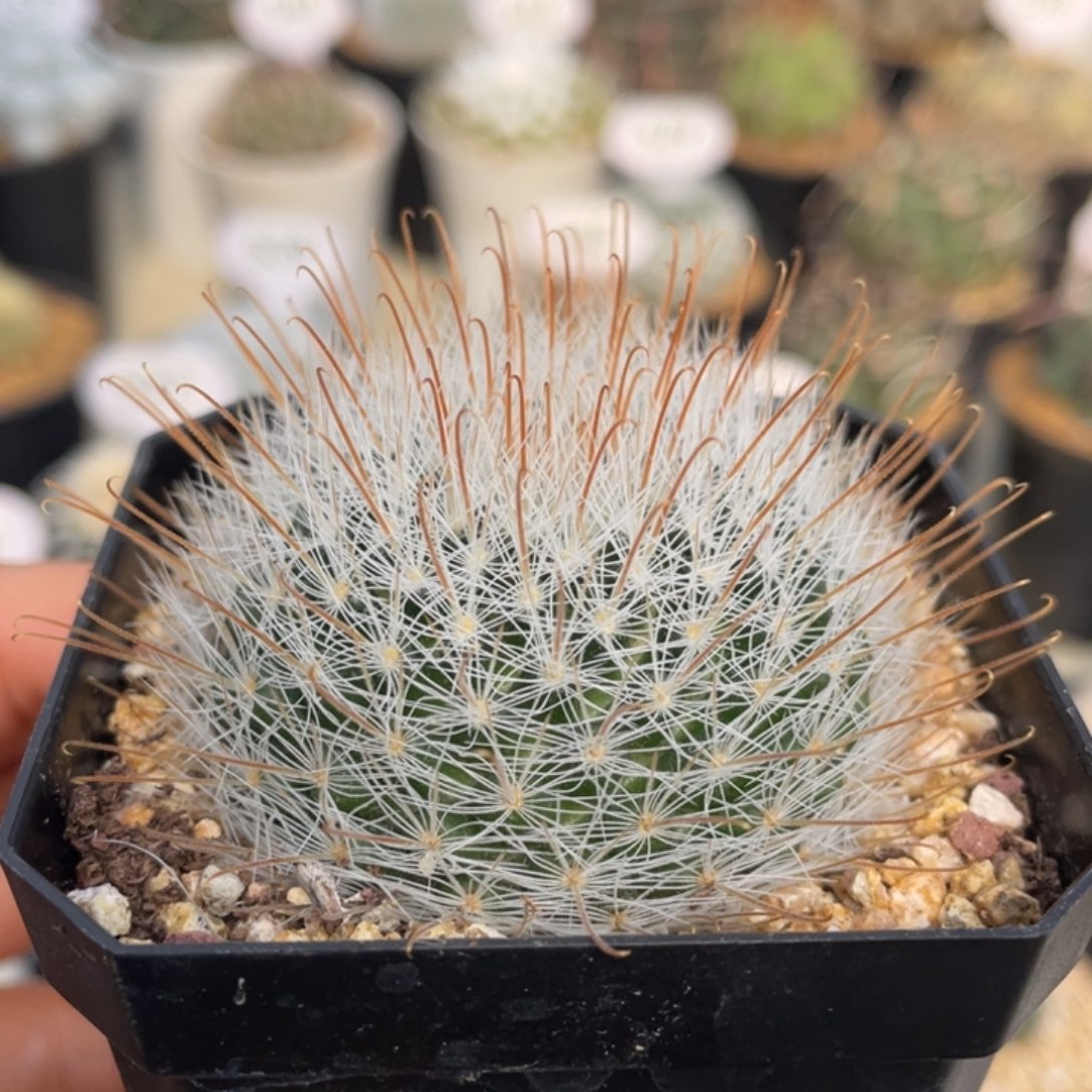 阳炎         实生根