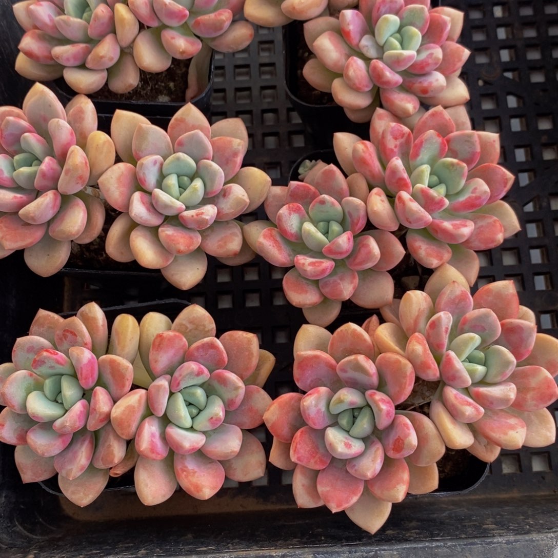 55-M精品老桩花斑鹭双头一个