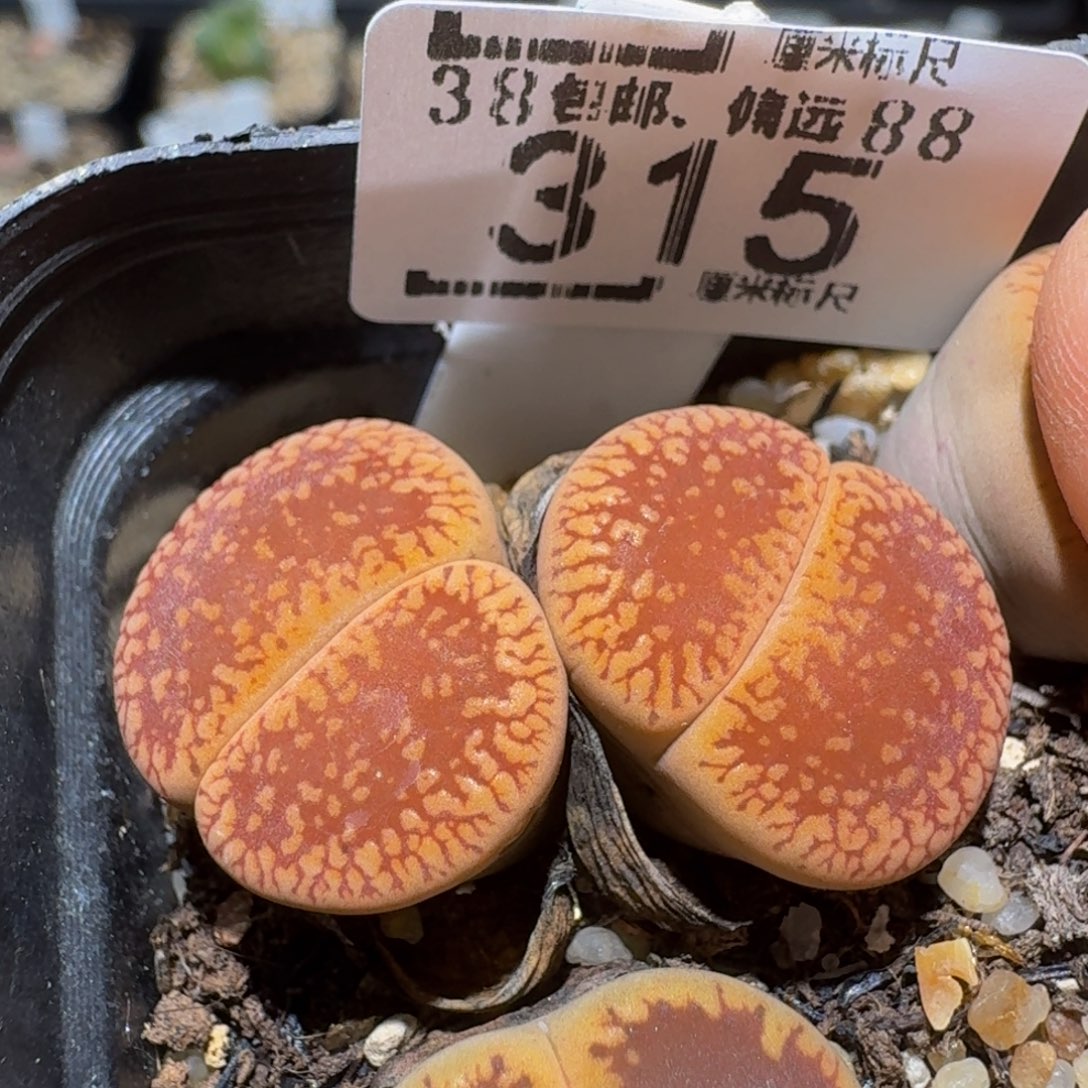 Zzzzz精品生石花315