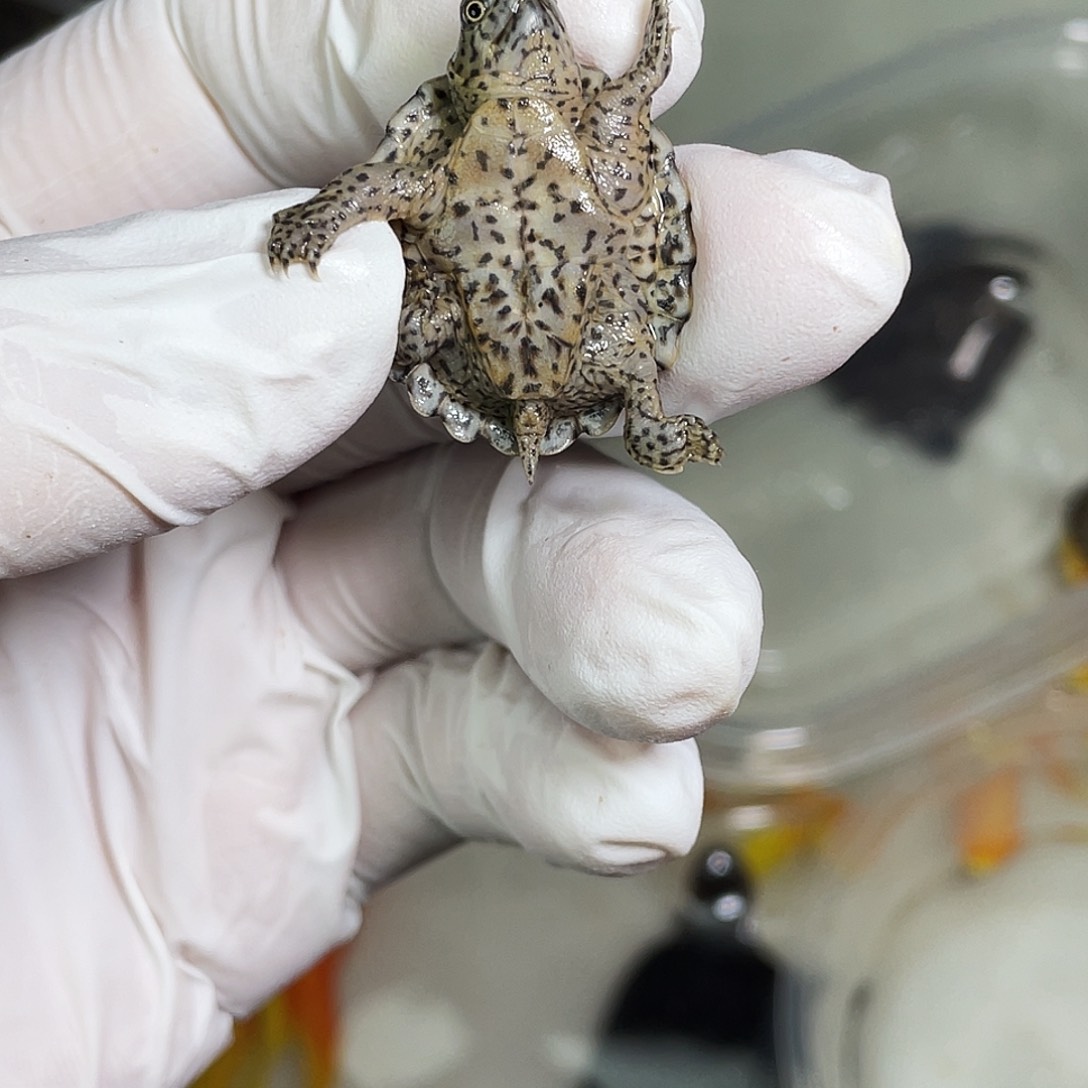 不分公母剃刀龟带**下