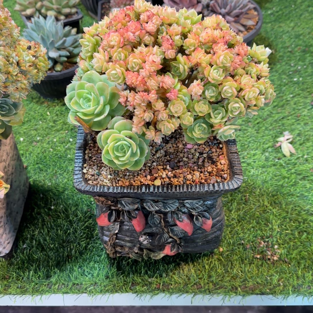 星娜塔缀化多肉植物