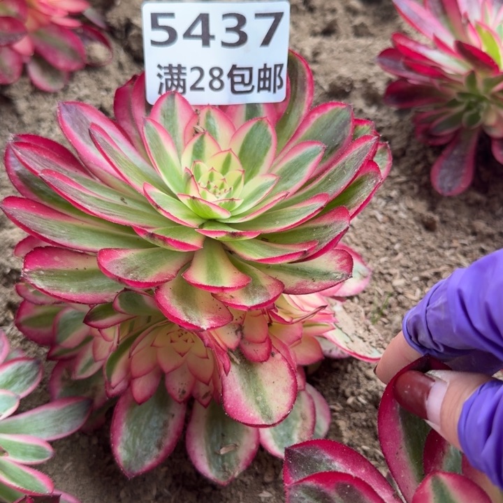 5437倾城多肉二号棚L