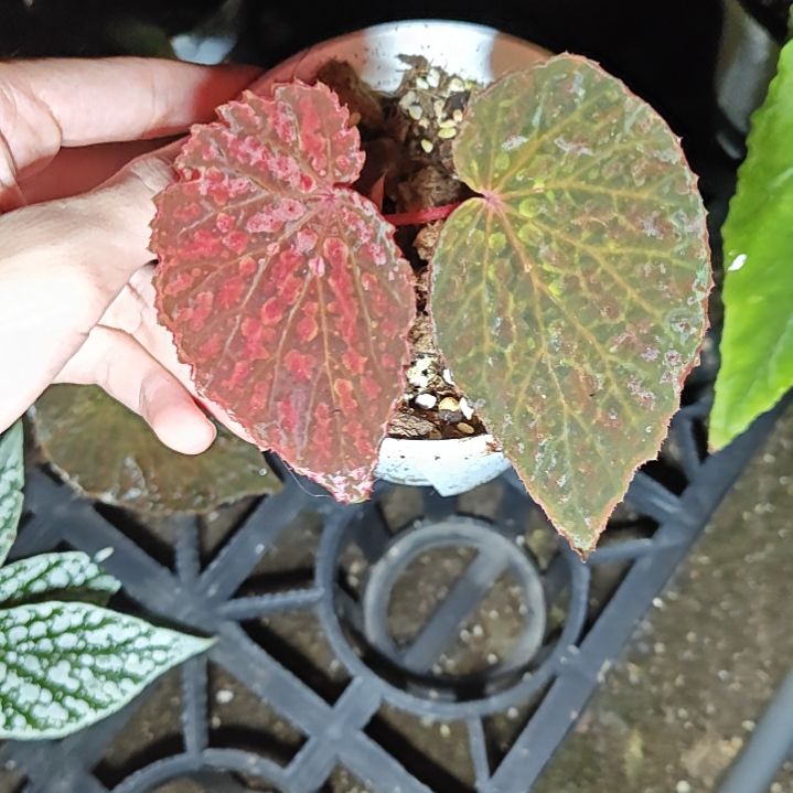 扉扇秋海棠一物一拍