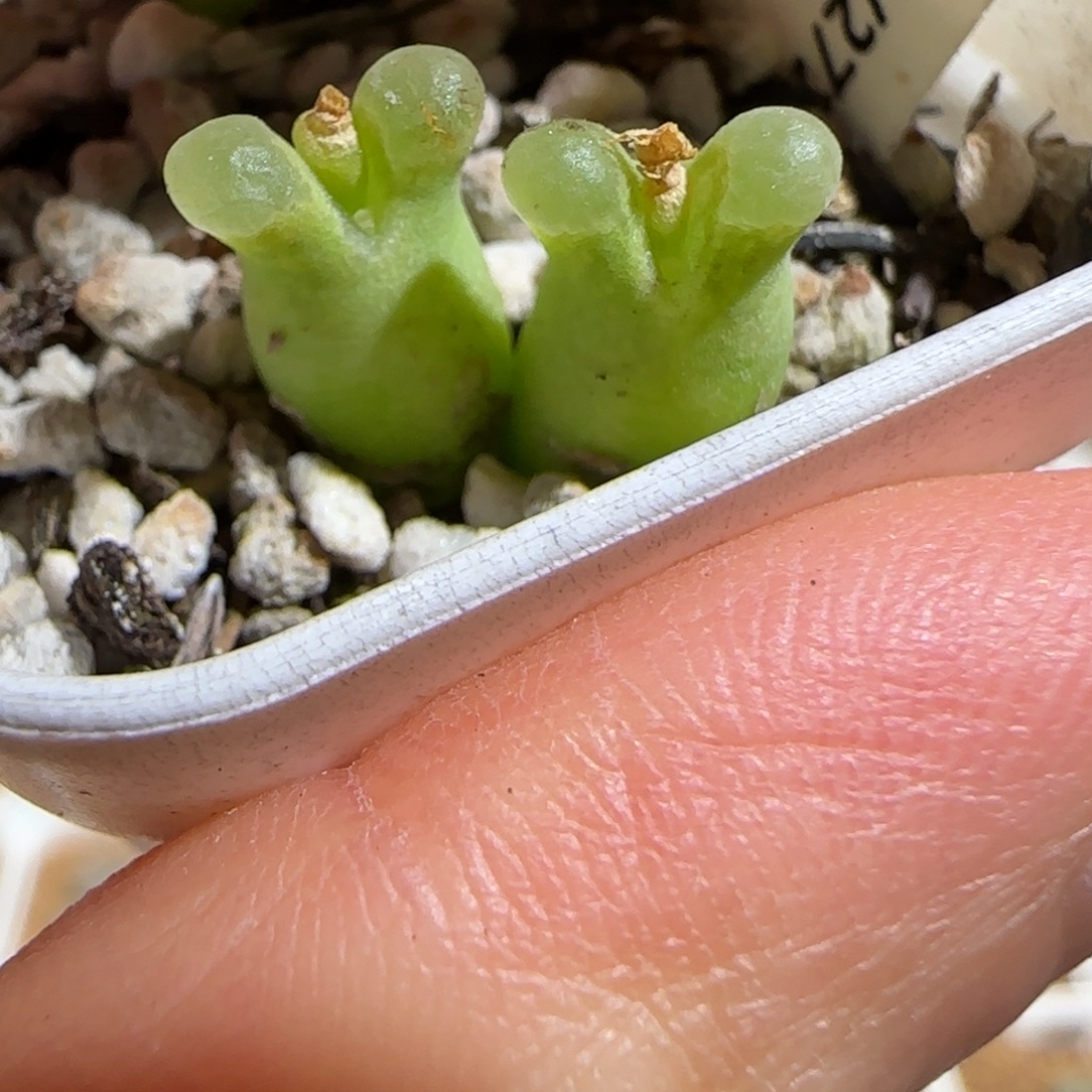 往***梦肉锥多肉植物组合-超级奶瓶382