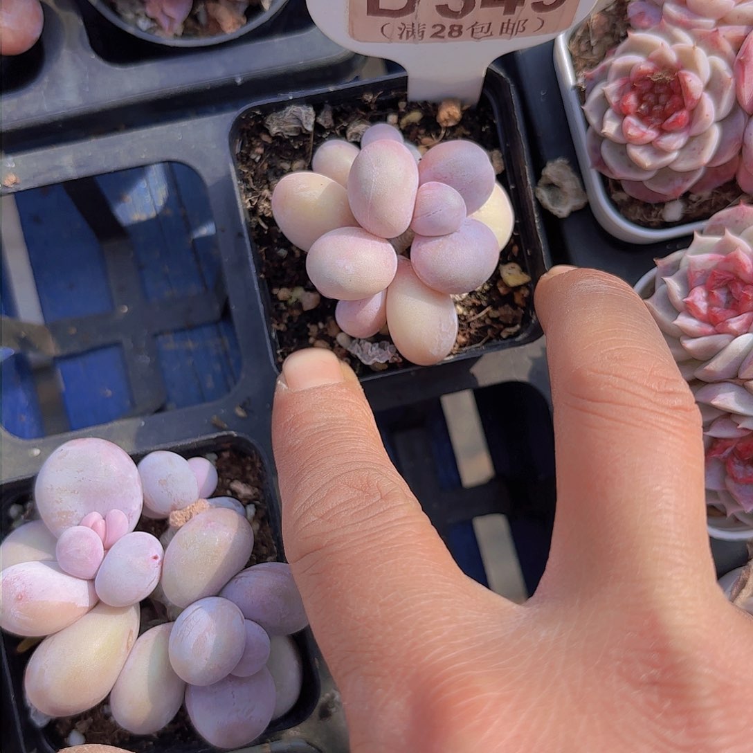 D349水光针一物一拍