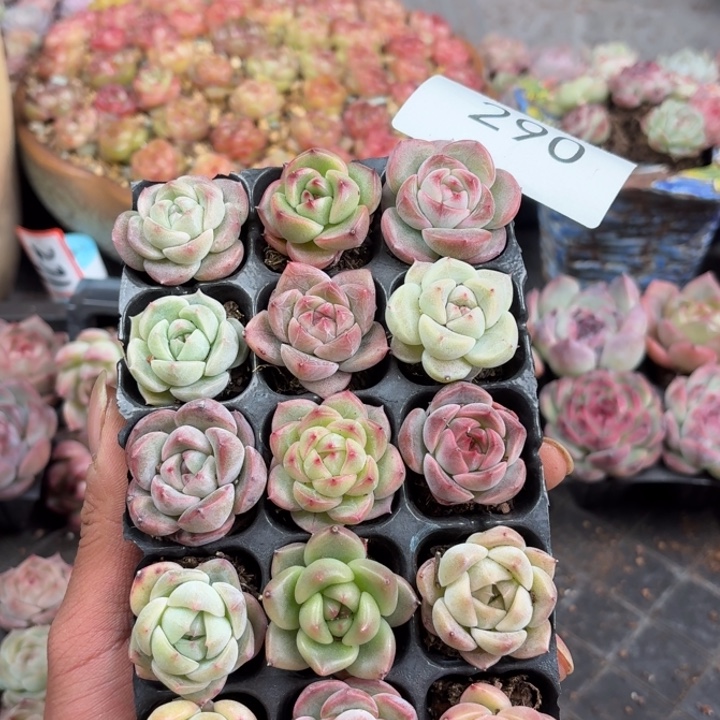 直播间精品一物一拍290