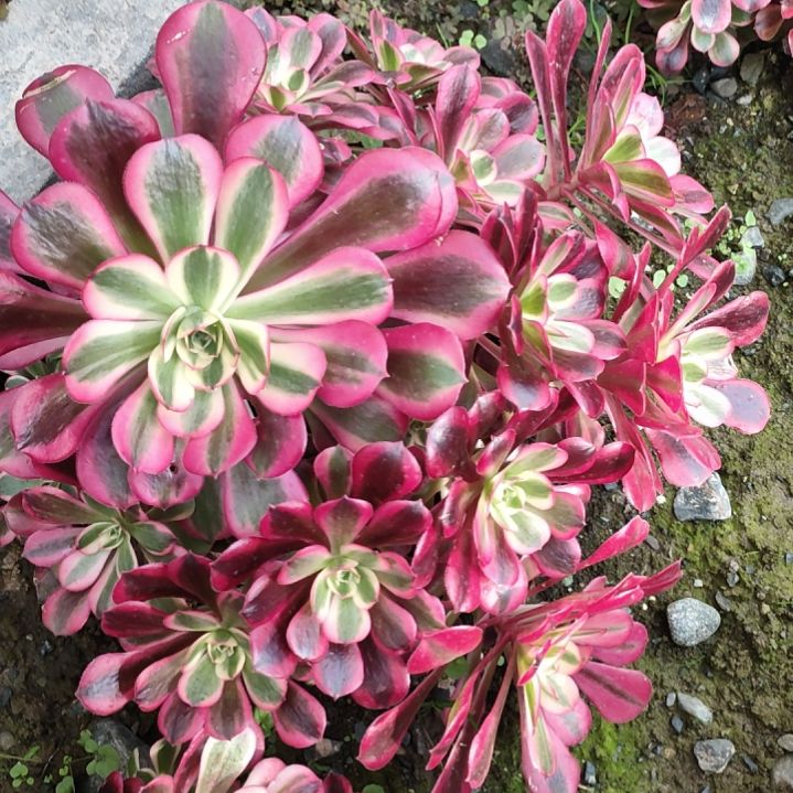 ✨****࿐多肉法师锦美杜莎