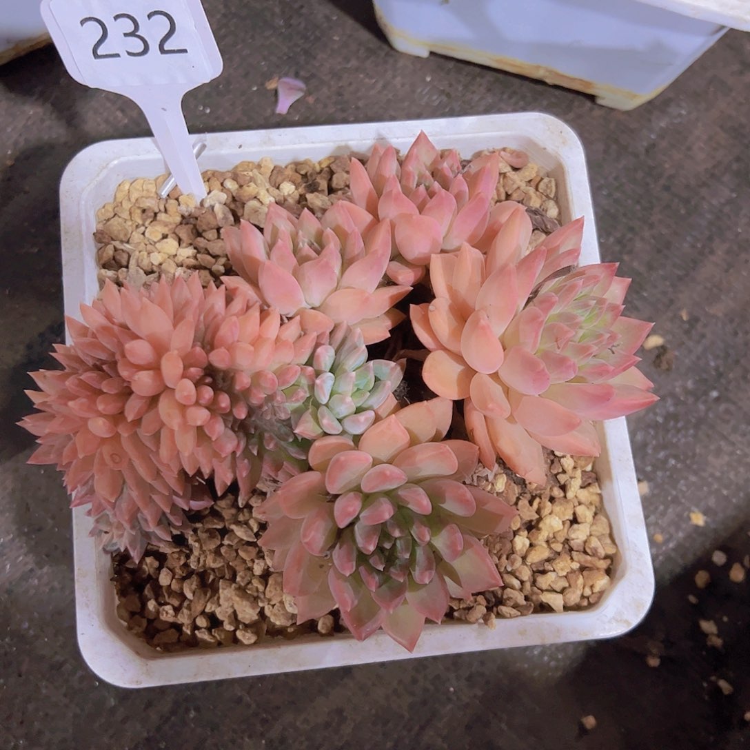 沐*232美人缀化58元元元