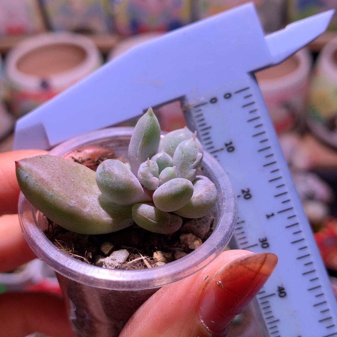 奶油尖 小书肉奶酪多肉 