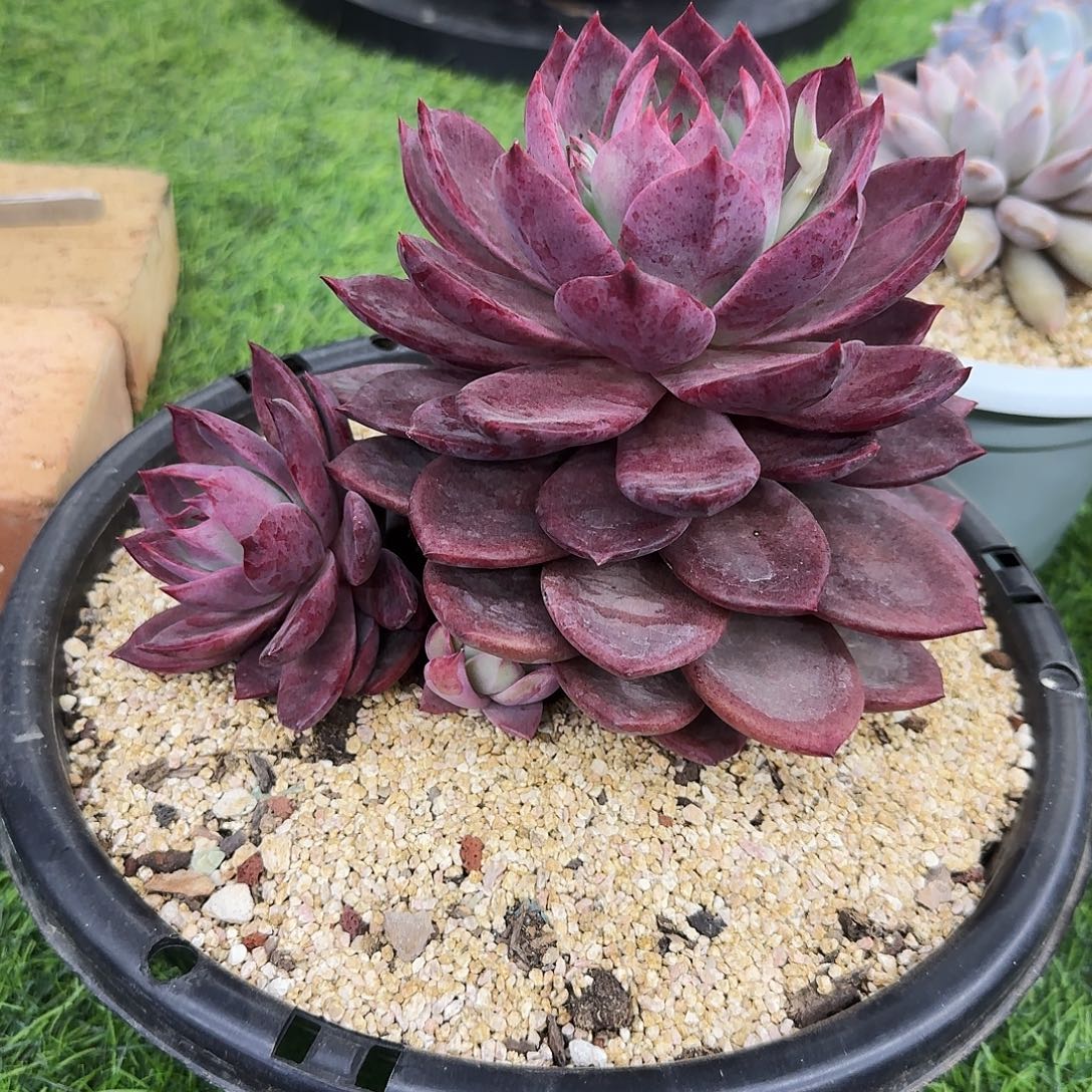 多肉植物不带盆发货