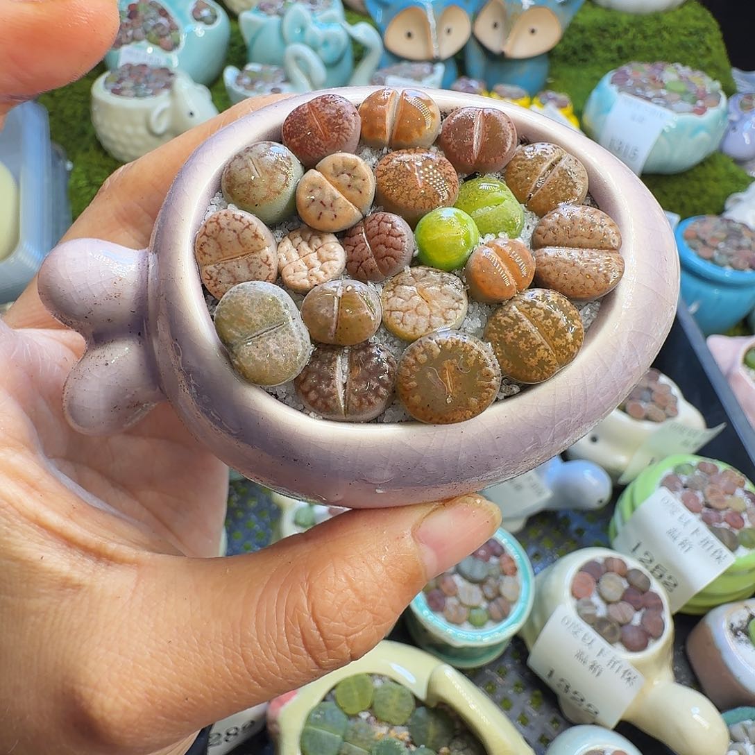 多肉植物福利冲1350