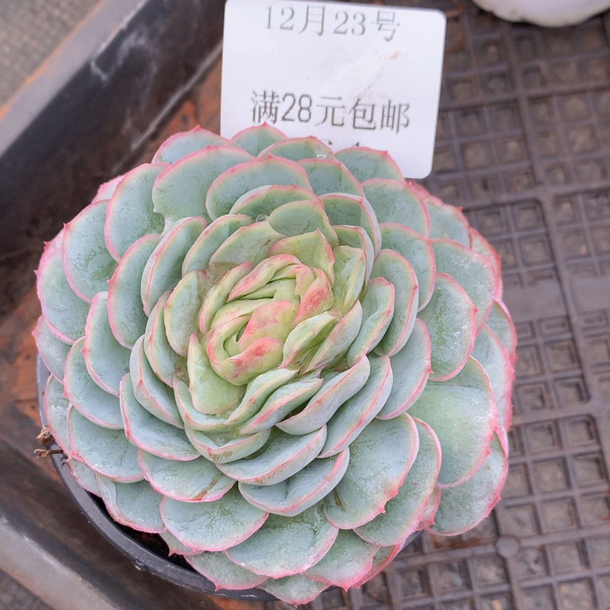 【闪购商品】云364号水晶扇贝