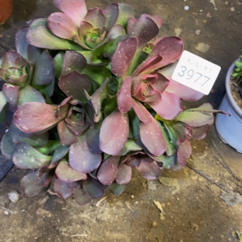 魅金玫瑰多肉植物3977