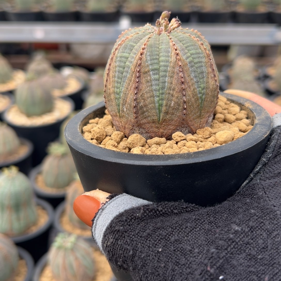 布纹Wwwwwwwwwwwwwww