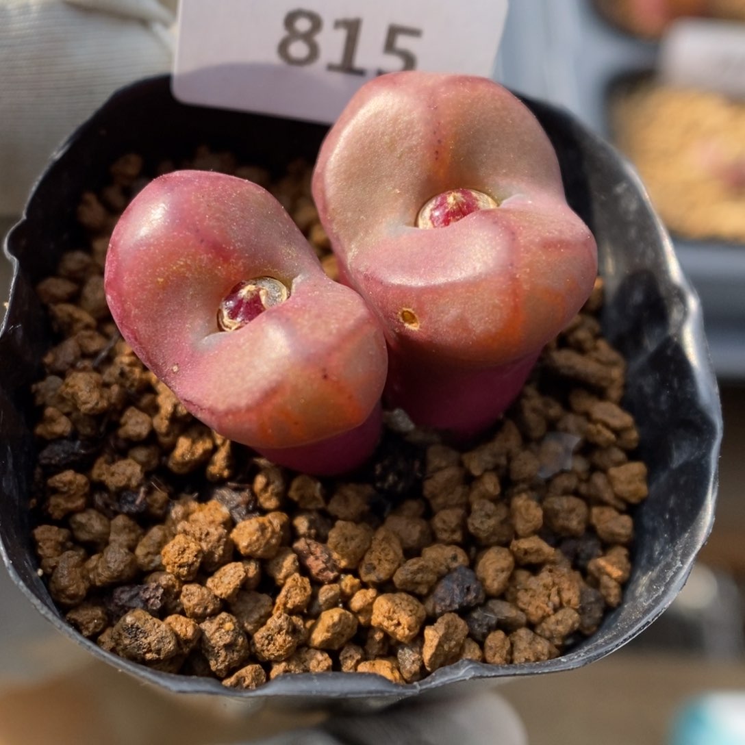 多肉植物肉锥杂交K-815