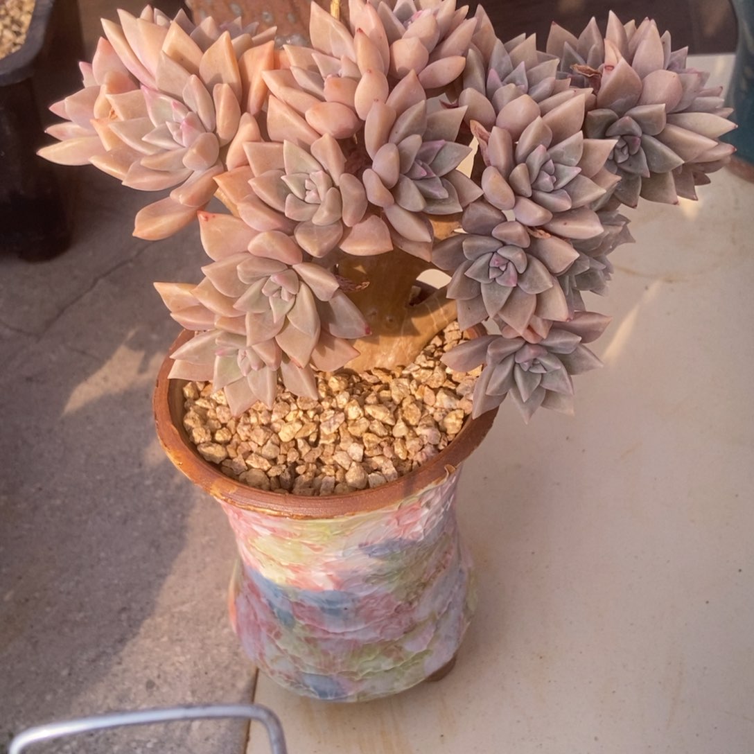 哈粉缀多肉多肉多肉